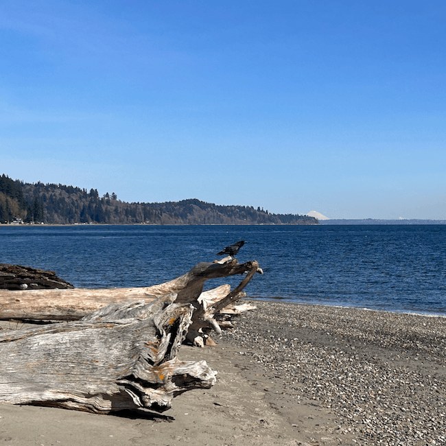 Driftwood on the beach at Anderson Point Park with forested shoreline and Mount Rainier in the distance
