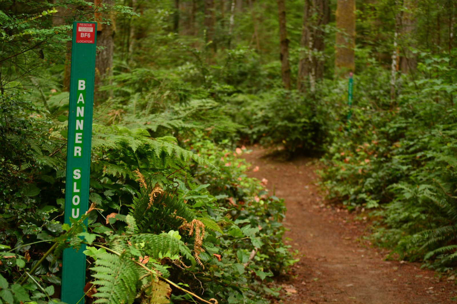 A fern-lined forest trail with a Banner Slough trail marker in Banner Forest Heritage Park