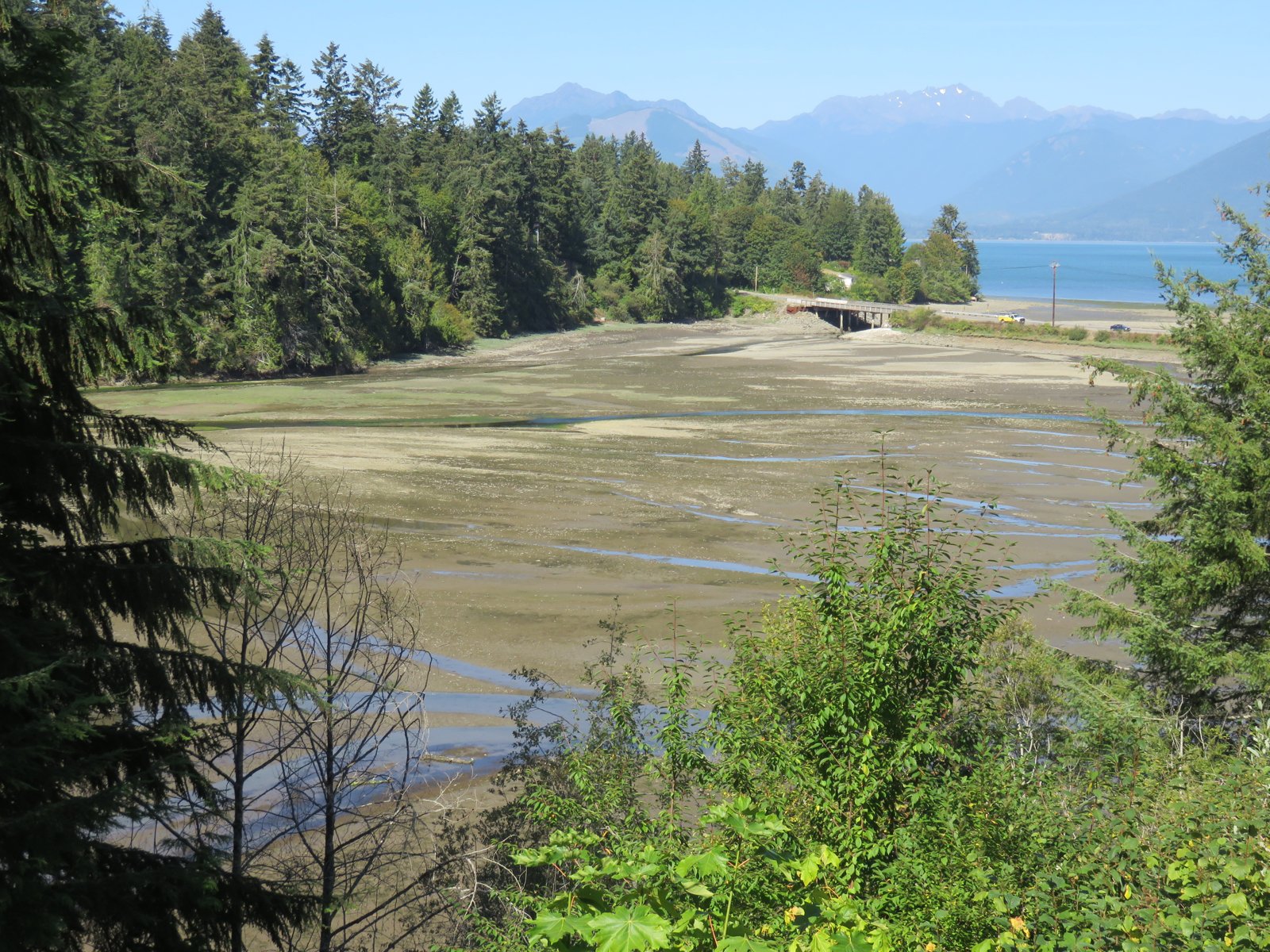 Hood Canal water with forested shoreline and Olympic Mountains in the distance