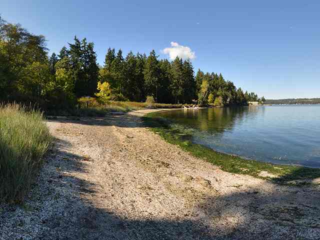 Sandy shoreline curving along calm water backed by evergreens at Manchester State Park