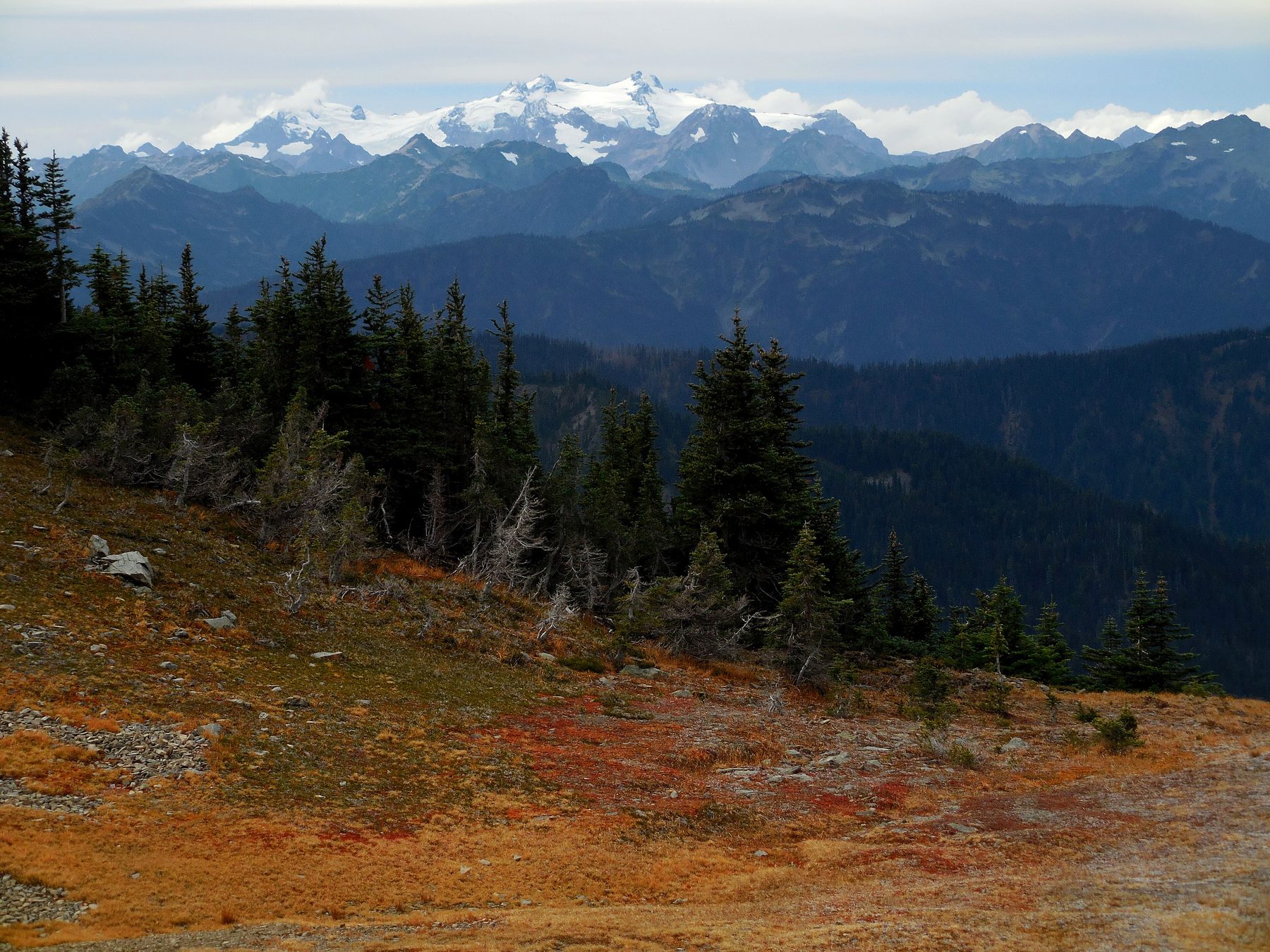 Snow-capped Olympic peaks rising above dark forest ridges