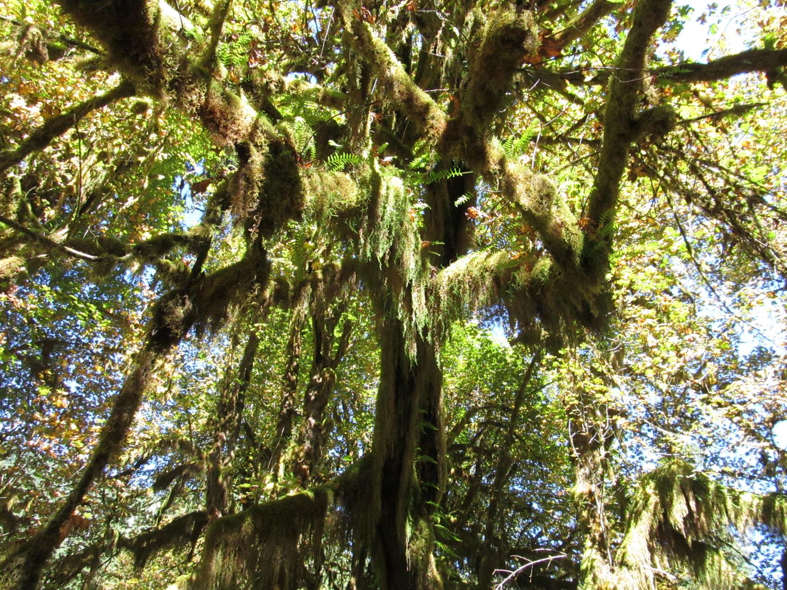 Sunlight filtering through moss-draped branches in the Hoh Rainforest