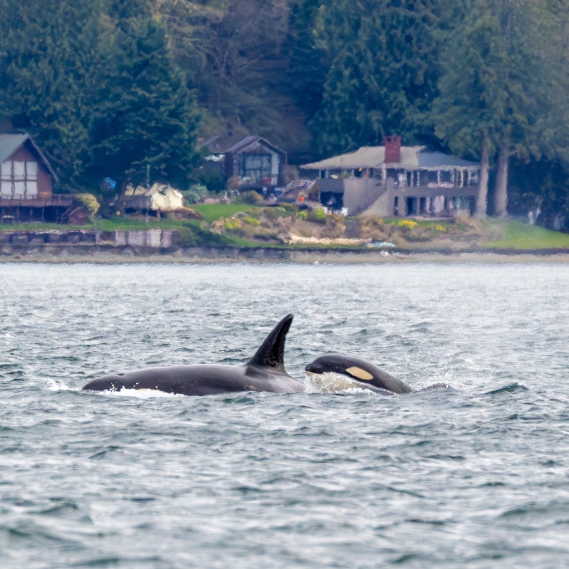 Two transient orcas surfacing in Colvos Passage near Olalla Bay
