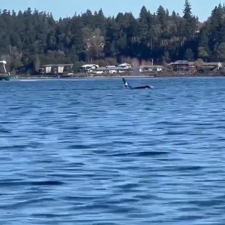 An orca dorsal fin surfacing near a wooded shoreline