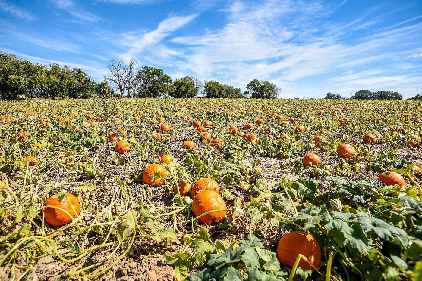 Pumpkins in a field in fall