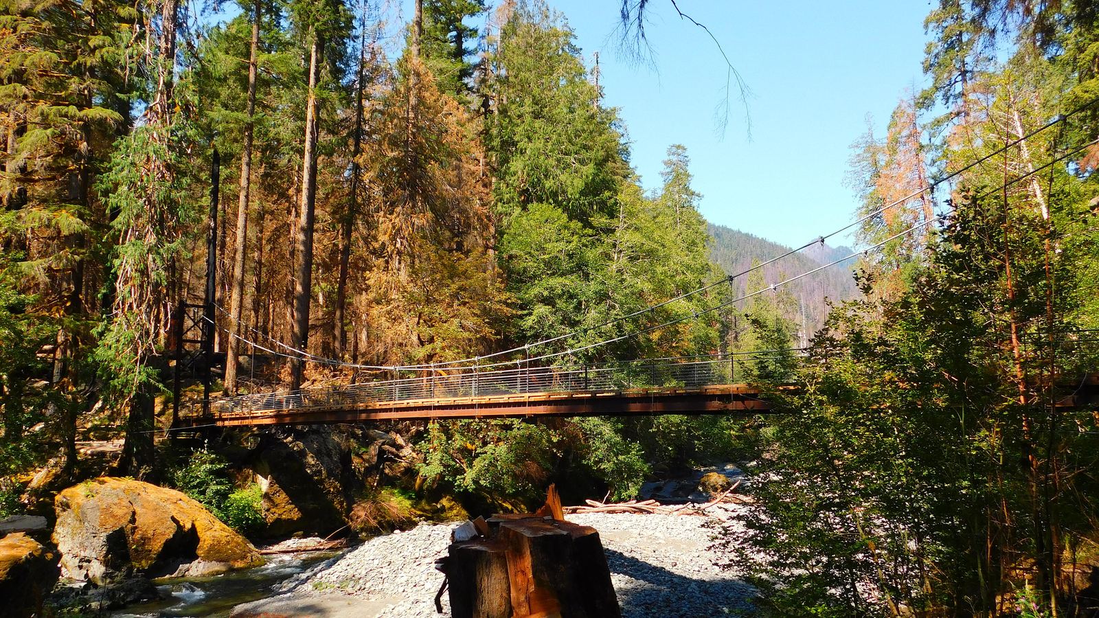 The suspension bridge over the Skokomish River, framed by old-growth forest on the Staircase Rapids Loop