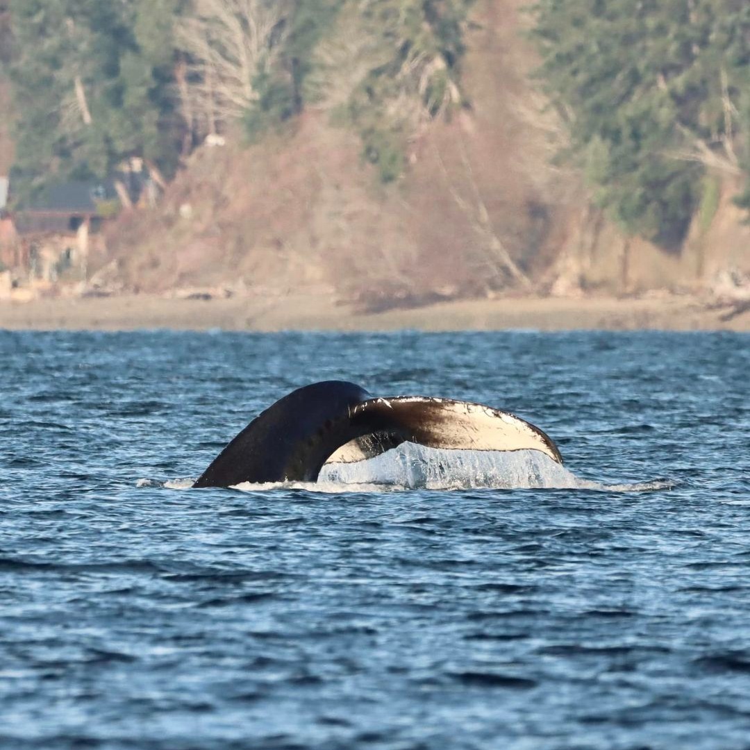 A humpback whale fluke rising out of the water at Owen Beach near Point Defiance